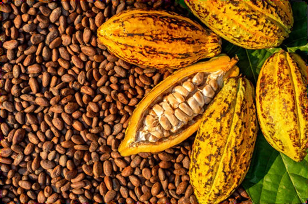 Ripe yellow cocoa pods, one split open, resting on dried cocoa beans