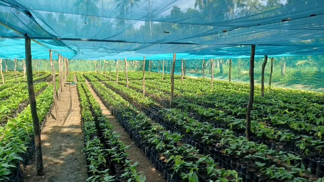 A shade-netted cocoa seedling nursery with rows of young plants