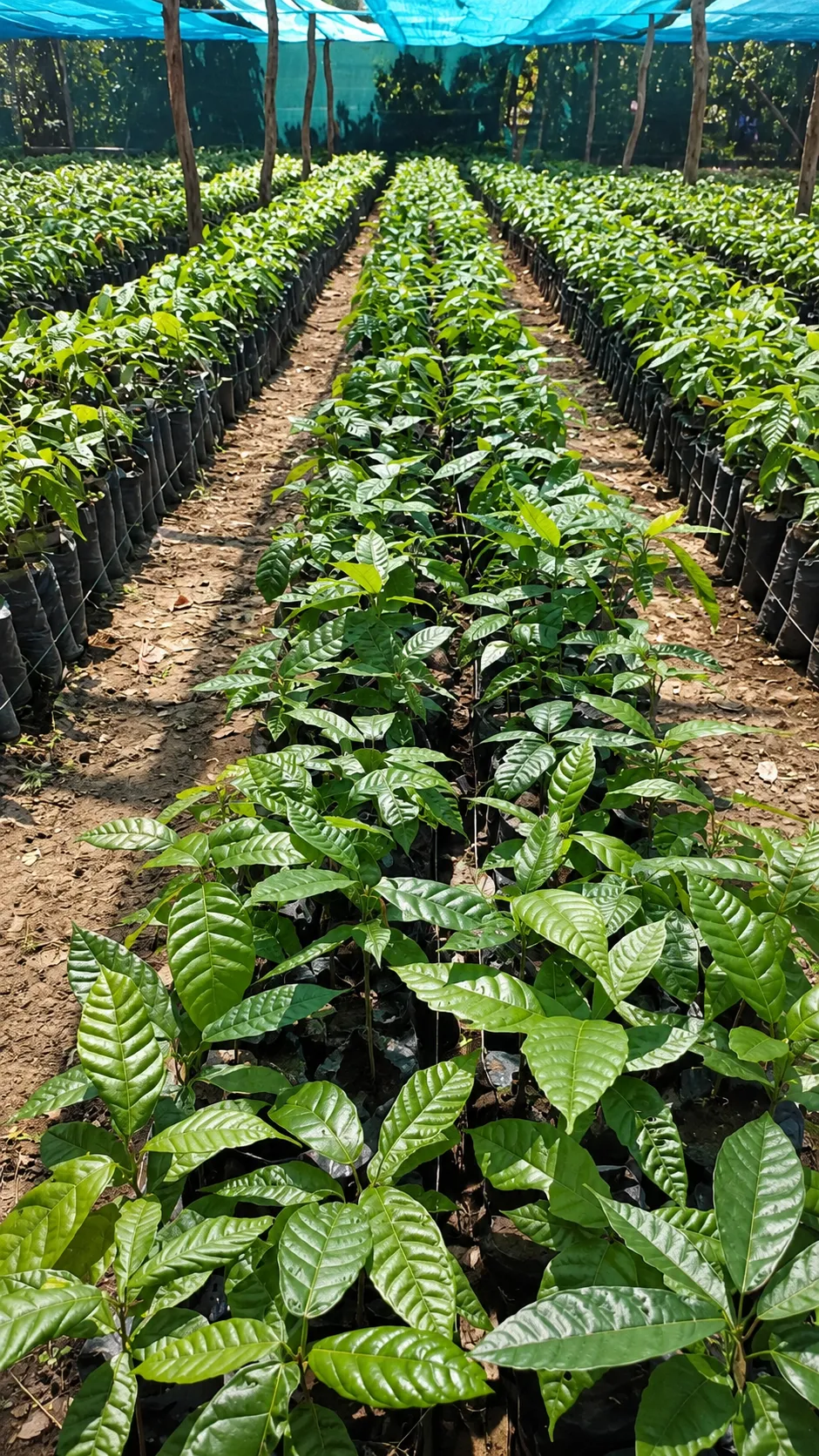 Close view of bagged cocoa seedlings lined along a nursery path