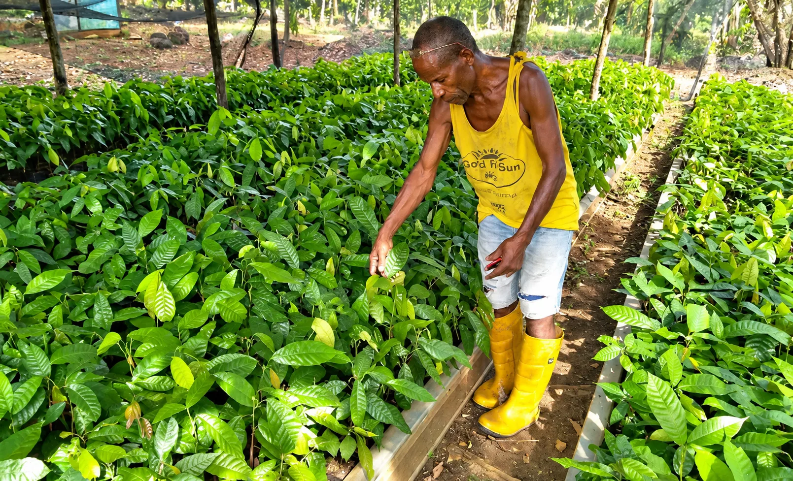 A farmer tending rows of young cocoa seedlings in a shaded nursery